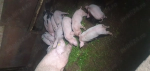 Purcei rasa Marele Alb - imagine 2