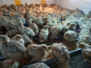 Pui de prepelita  - imagine 2