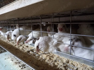 Pui de prepelita  - imagine 3