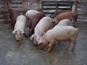 vând soldani Rasa de calitate Marele Alb &Duroc   medie  45 kg (masculi castraţi) - imagine 2