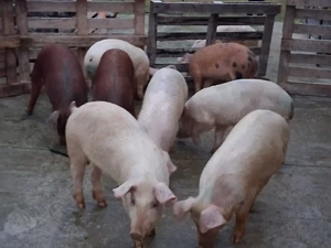 vând soldani Rasa de calitate Marele Alb &Duroc   medie  45 kg (masculi castraţi)