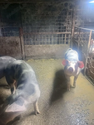 vand porci - imagine 5