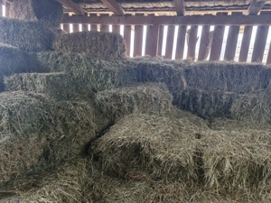 Baloti de fân aproximativ 50 bucati - imagine 3