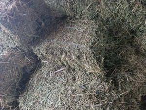 Baloti de fân aproximativ 50 bucati - imagine 2