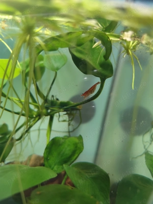 Red cherry  - imagine 2