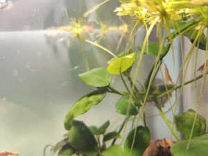 Red cherry  - imagine 3