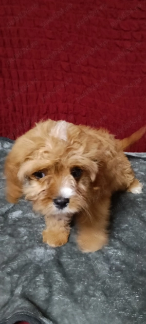 Minune de băețel! - imagine 2