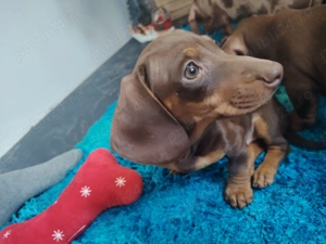 Căței de Teckel - imagine 3