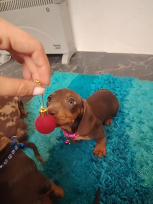 Căței de Teckel - imagine 5