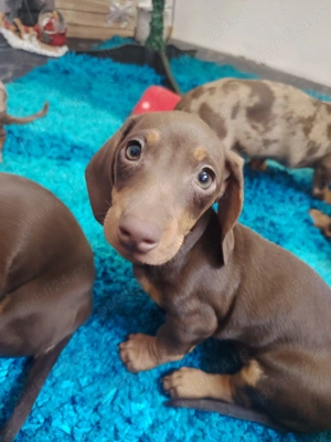 Căței de Teckel - imagine 4