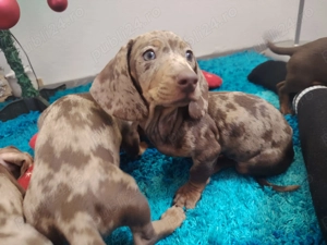 Căței de Teckel - imagine 2