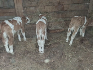 Vand 3 taurasi baltati