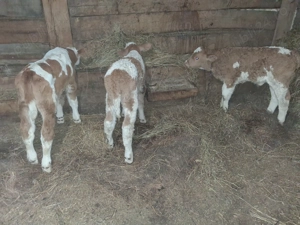 Vand 3 taurasi baltati - imagine 4