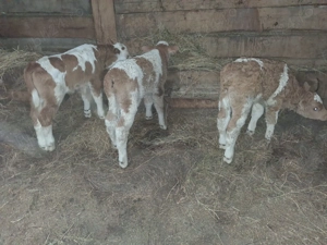 Vand 3 taurasi baltati - imagine 2