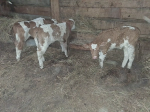 Vand 3 taurasi baltati - imagine 3