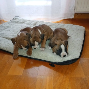  Căței Boxer German - imagine 3