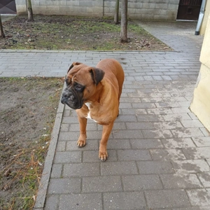 Căței Boxer German - imagine 4