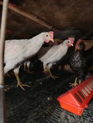 Pui gaini italiene - imagine 3