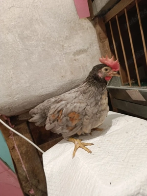 Pui gaini italiene - imagine 4