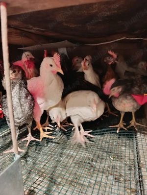 Pui gaini italiene - imagine 2