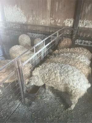 purcei mangalita - imagine 2