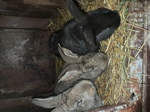 iepurasi urias german cu janet - imagine 3