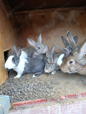 Hycole francez - imagine 3