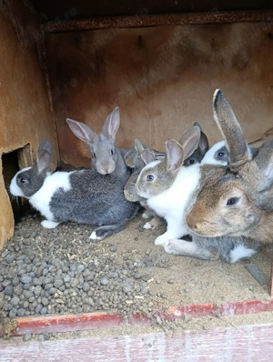 Hycole francez - imagine 2