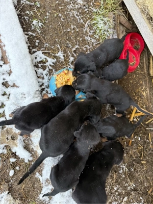 copoi de vanatoare - imagine 3