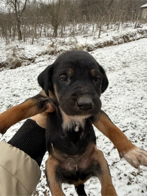 copoi de vanatoare - imagine 2