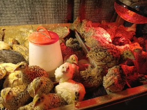 Prepelite Jumbo Gold