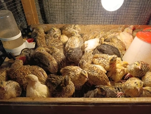 Prepelite Jumbo Gold - imagine 2