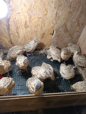 Prepelite Jumbo Gold - imagine 4