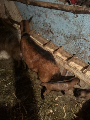 Vand capra alpina franceza cu 1 ied - imagine 2