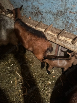 Vand capra alpina franceza cu 1 ied