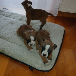  Căței Boxer German - imagine 5