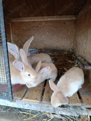 Urias german galben - imagine 2