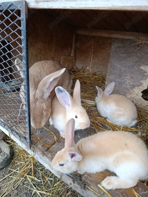 Urias german galben - imagine 3