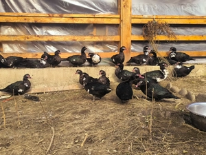 Rațe  leșești ( mute) - imagine 3