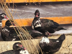 Rațe  leșești ( mute) - imagine 4