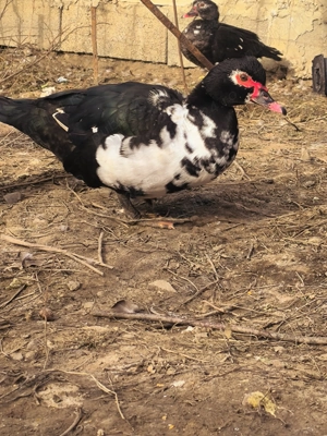 Rațe  leșești ( mute) - imagine 2