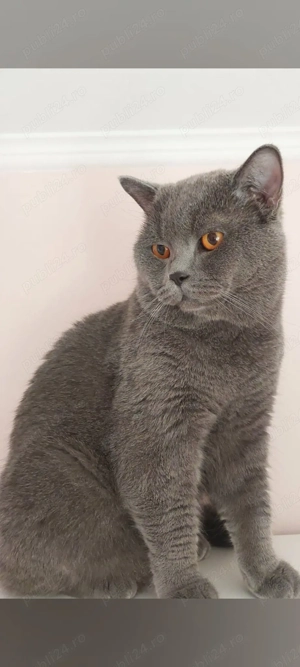Motan British shorthair blue 