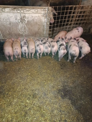 Vand purcei....                             - imagine 4