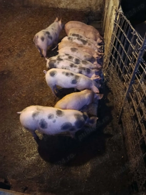 Vand purcei....                             - imagine 2