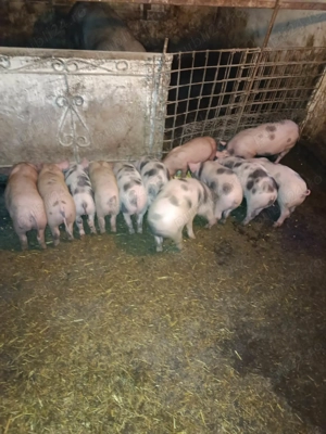 Vand purcei....                             - imagine 5