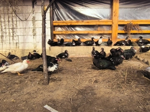 Rațe  leșești ( mute) - imagine 5