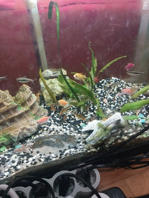 pesti diversi - imagine 5