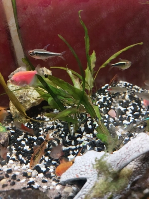 pesti diversi - imagine 4