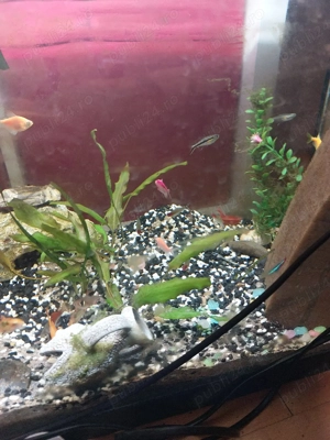 pesti diversi - imagine 2