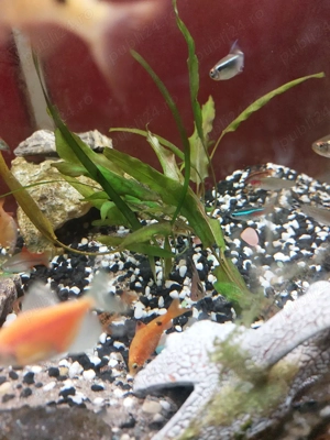 pesti diversi - imagine 3